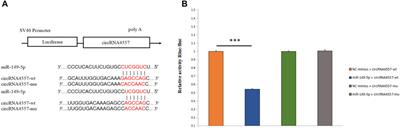 Identification and Characterization of Circular RNAs in Association With the Deposition of Intramuscular Fat in Aohan Fine-Wool Sheep